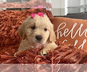 Golden Retriever Puppy for sale in SPRING, TX, USA