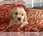 Small Photo #1 Golden Retriever Puppy For Sale in SPRING, TX, USA