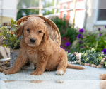 Small Photo #24 Goldendoodle Puppy For Sale in KIRKWOOD, PA, USA
