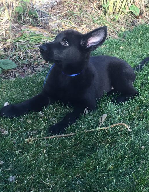 Medium Photo #1 German Shepherd Dog Puppy For Sale in KETTLE FALLS, WA, USA