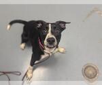 Small Border Collie Mix