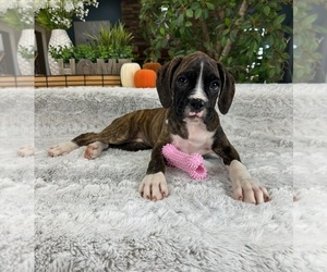 Boxer Puppy for sale in GREENFIELD, IN, USA