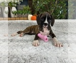 Image preview for Ad Listing. Nickname: Billie AKC