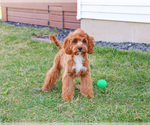 Small #3 Cavapoo (Miniature)