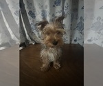 Small #6 Yorkshire Terrier