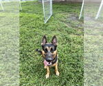 Small #7 German Shepherd Dog
