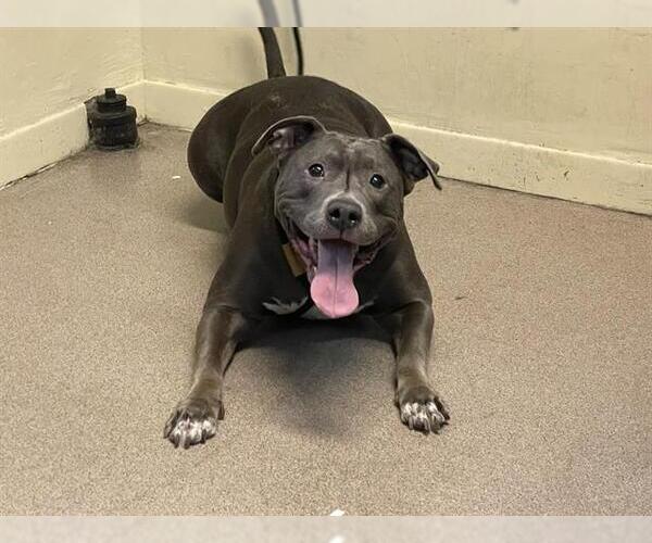 Medium Photo #1 Mutt Puppy For Sale in Pasadena, CA, USA