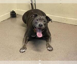 Mutt Dogs for adoption in Pasadena, CA, USA