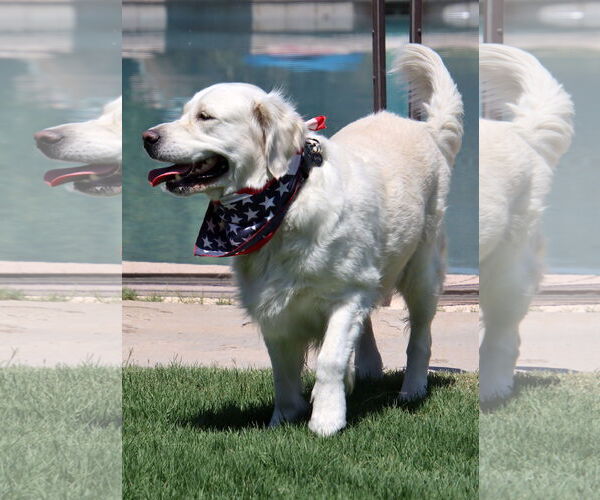 Medium Photo #2 Golden Retriever Puppy For Sale in Glendale , AZ, USA