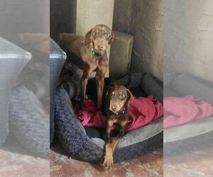Mickey - Male Doberman Pinscher-Unknown Mix Dog for Adoption - Photo #8