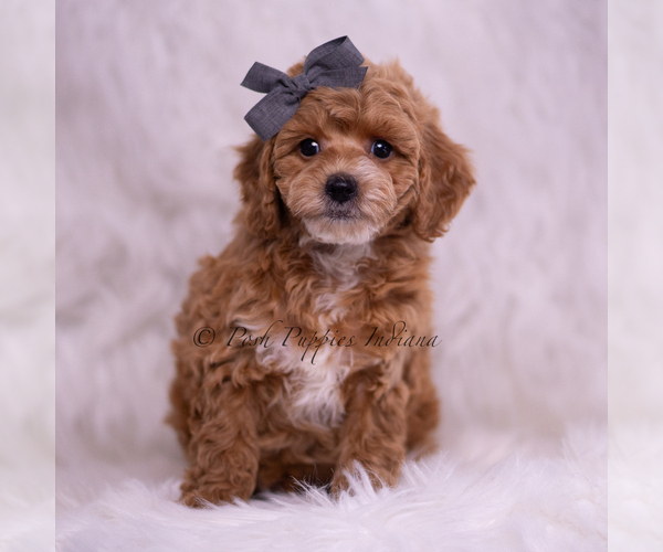 Medium Photo #2 Poodle (Toy) Puppy For Sale in WARSAW, IN, USA