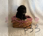 Small Photo #1 Aussiedoodle Miniature  Puppy For Sale in ELMWOOD, WI, USA