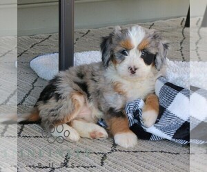 Bernedoodle (Miniature) Puppy for sale in EPHRATA, PA, USA