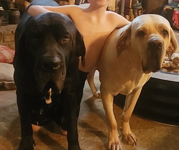 Medium Photo #1 Fila Brasileiro Puppy For Sale in MARTINSVILLE, IN, USA