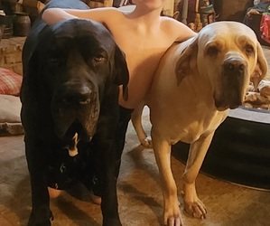 Mother of the Fila Brasileiro puppies born on 07/19/2025
