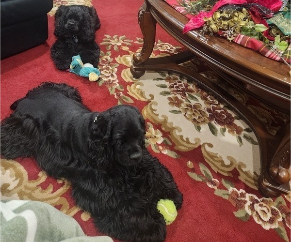 Medium Photo #1 Cocker Spaniel Puppy For Sale in HUFFMAN, TX, USA