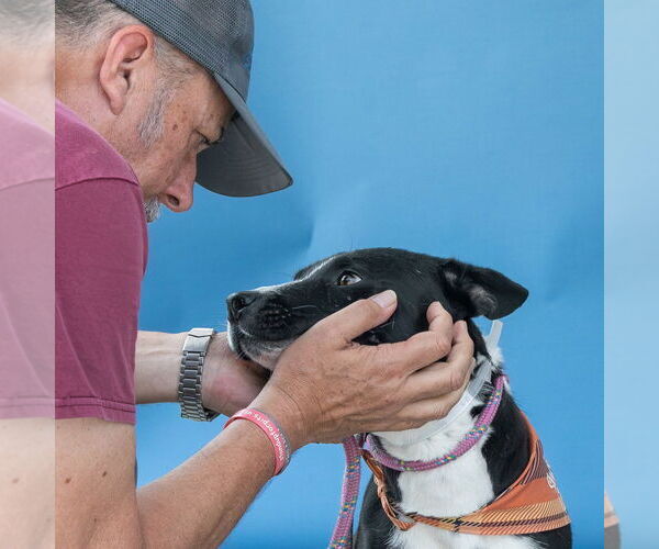 Medium Photo #2 Borador Puppy For Sale in Pasadena, CA, USA