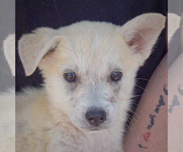 Medium Photo #6 Gerberian Shepsky Puppy For Sale in Huntley, IL, USA