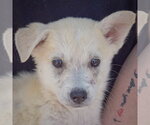 Small #5 Gerberian Shepsky