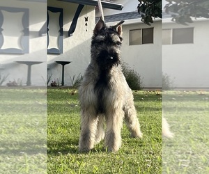 Schnauzer (Giant) Puppy for Sale in RANCHO CORDOVA, California USA