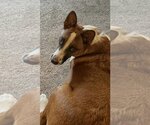 Small Photo #3 Australian Shepherd-Unknown Mix Puppy For Sale in Chandler, AZ, USA