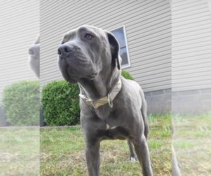 Mother of the Cane Corso puppies born on 05/29/2023
