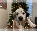 Small Dalmatian