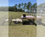 Small Photo #40 Great Pyrenees Puppy For Sale in MYAKKA CITY, FL, USA