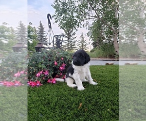 Labradoodle Puppy for sale in Saskatoon, Saskatchewan, Canada
