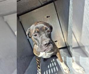 American Staffordshire Terrier-Unknown Mix Dogs for adoption in San Antonio, TX, USA