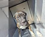 MISTY - Female American Staffordshire Terrier-Unknown Mix Dog for Adoption - Small photo