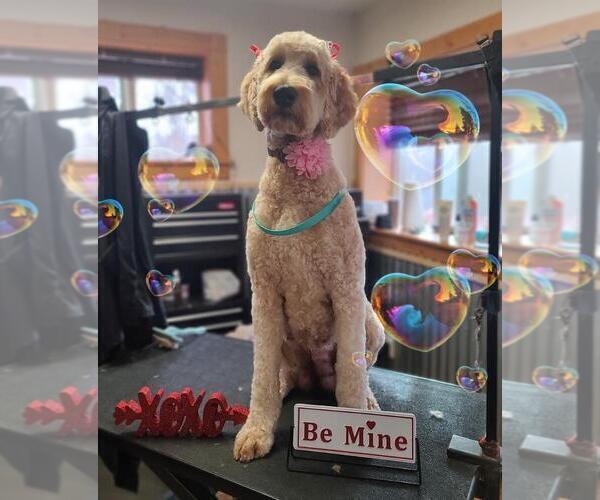 Medium Photo #1 Goldendoodle Puppy For Sale in COLORADO SPRINGS, CO, USA