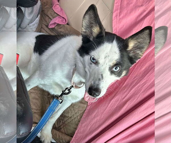 Medium Photo #2 Huskies -Unknown Mix Puppy For Sale in Farmington, MN, USA