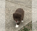 Small Photo #7 Australian Shepherd Puppy For Sale in CHARLESTOWN, IN, USA
