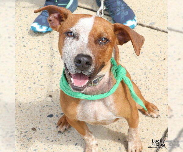 Medium Photo #2 Red Heeler-Unknown Mix Puppy For Sale in Washington, DC, USA