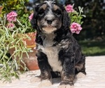 Small #5 Miniature Bernedoodle