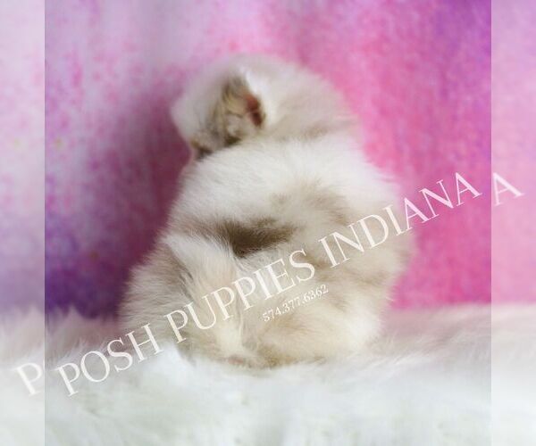 Medium Photo #7 Pomeranian Puppy For Sale in WARSAW, IN, USA