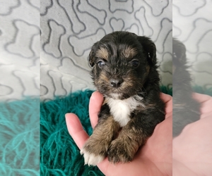 ShihPoo Puppy for Sale in KENDALL, Wisconsin USA