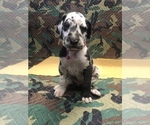 Small Photo #6 Great Dane Puppy For Sale in FONTANA, CA, USA