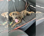 Small #3 Mutt