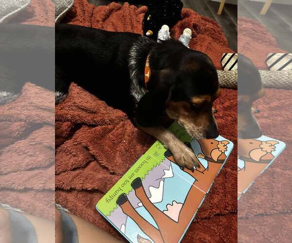 Medium Photo #6 Beagle Puppy For Sale in Spring Lake, NC, USA