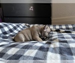 Puppy 6 French Bulldog