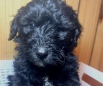 Puppy Buddy Double Doodle