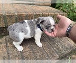 Small #8 French Bulldog