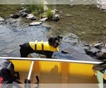 Small #2 Rottweiler