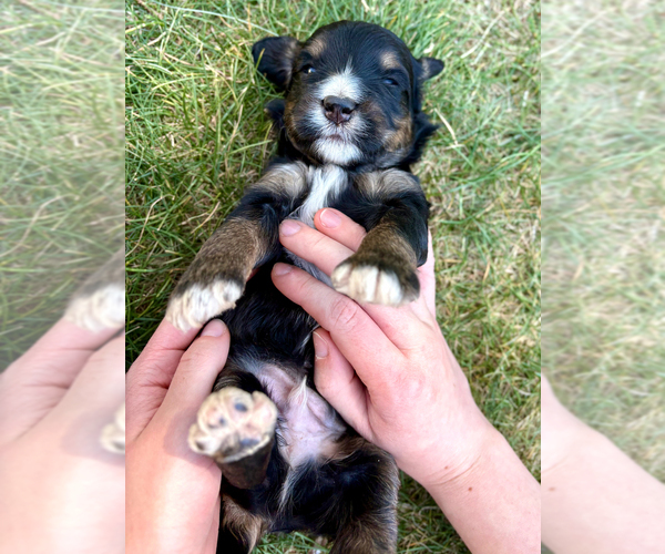 Medium Photo #2 Bernedoodle (Miniature) Puppy For Sale in ROY, UT, USA
