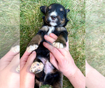 Small #1 Bernedoodle (Miniature)