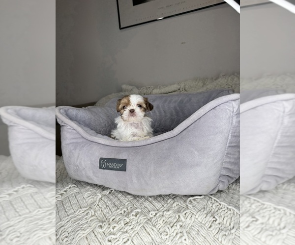 Medium Photo #13 Shih Tzu Puppy For Sale in CHARLOTTE, NC, USA