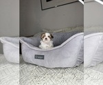 Small #12 Shih Tzu