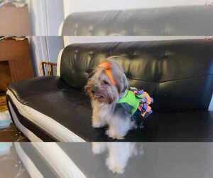 Mother of the Yorkshire Terrier puppies born on 05/29/2026